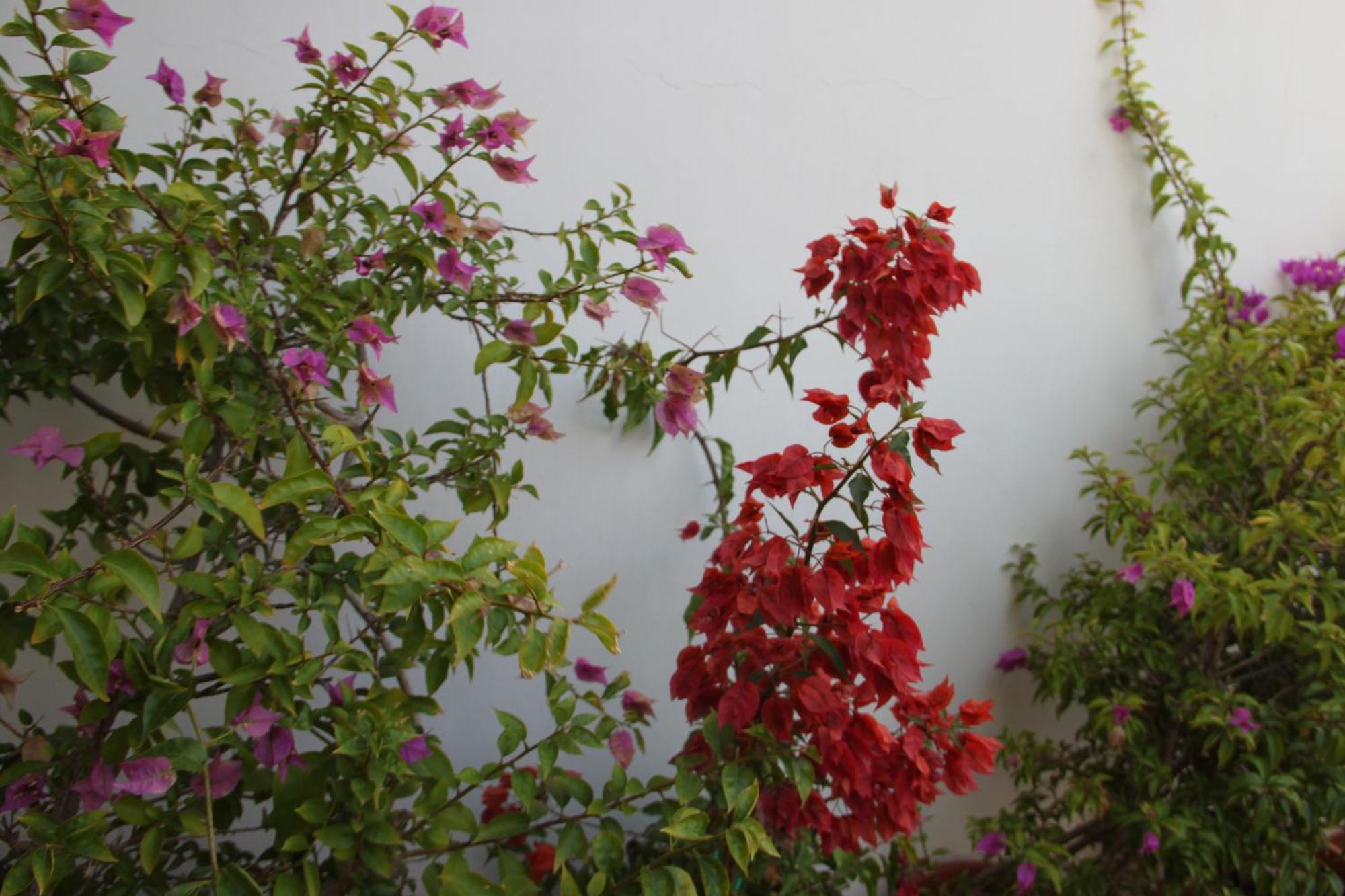 B&B Le Terrazze Lama Balice ビトント エクステリア 写真